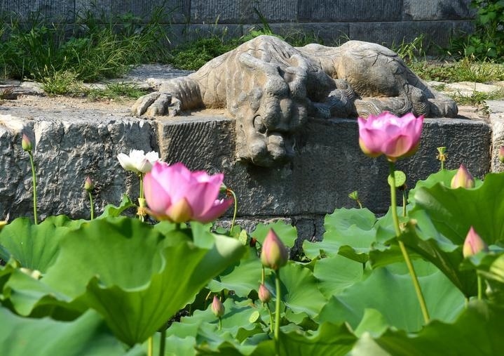 萬寧橋位于北京地安門外大街中部、什剎海東岸，是北京中軸線上最古老的橋梁，至今已有700多年歷史。近年來，北京市持續(xù)為萬寧橋“瘦身減負”，橋體風貌得以完整展現(xiàn)，方便游客走近欣賞，深入了解古橋承載的價值和內(nèi)涵。這是2023年7月18日拍攝的北京萬寧橋橋東的鎮(zhèn)水獸。